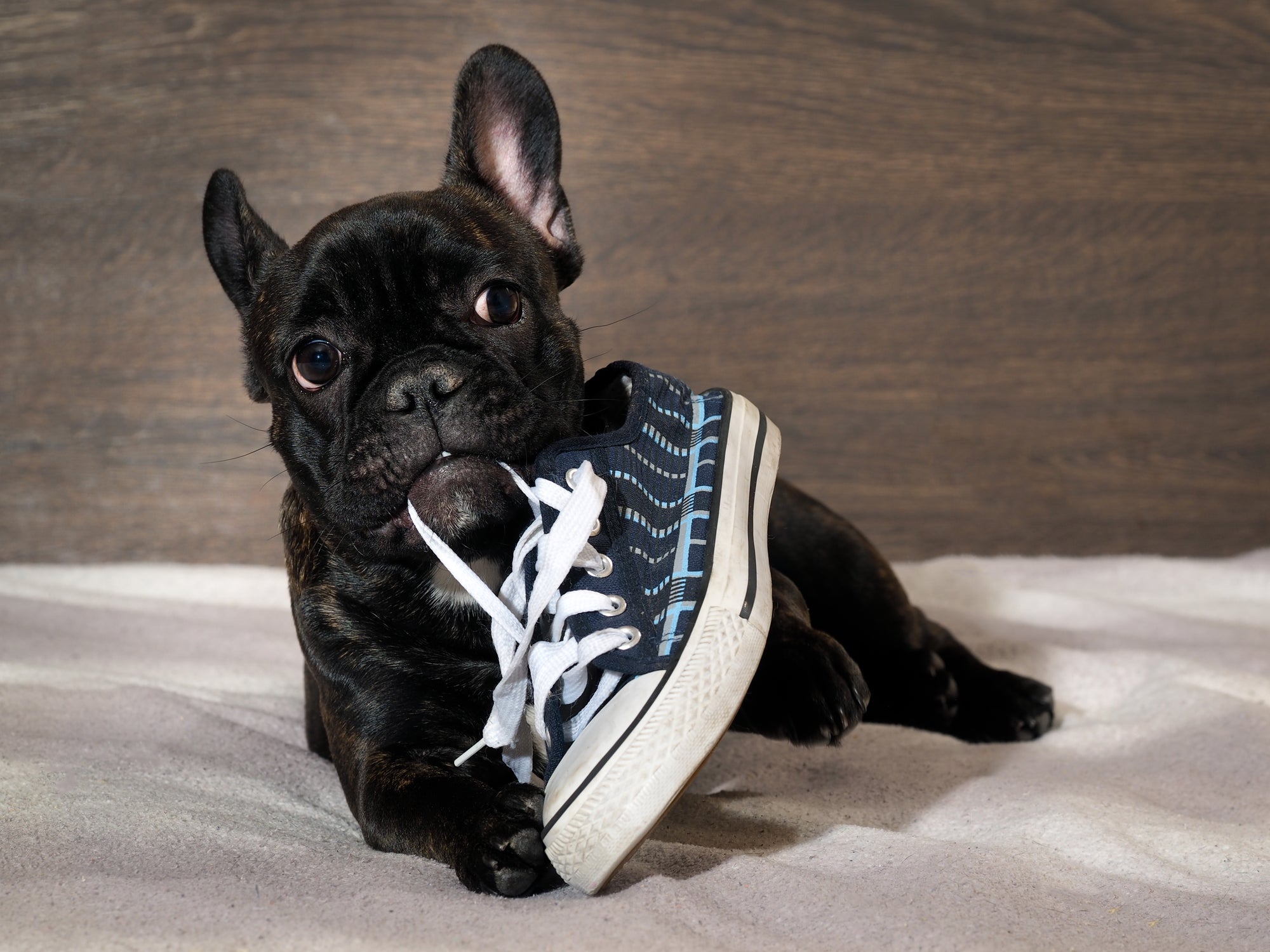 dog chewing on a shoe
