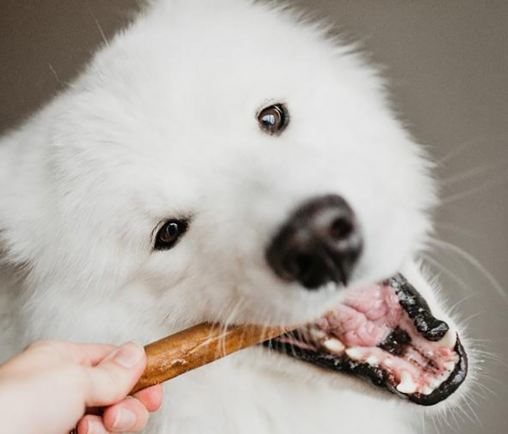 White dog chewing on a dental treat