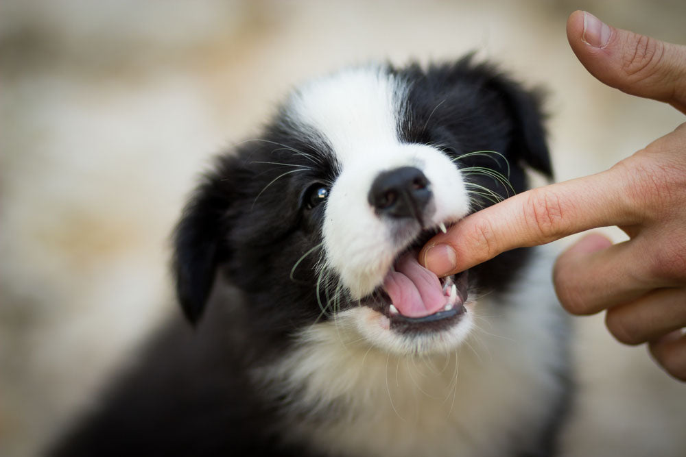 border collie chewing finger