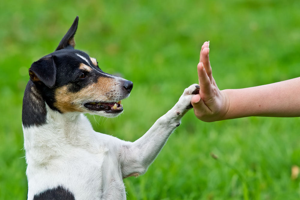 dog pressing paw against hand