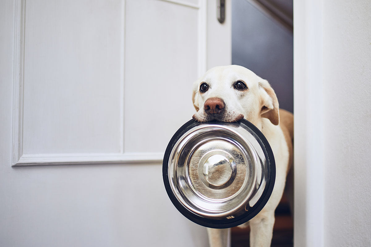 hungry dog with a bowl