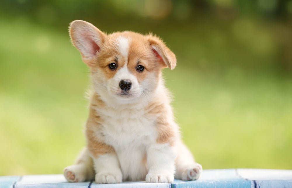 Cute Puppy Phone Wallpapers - Top Free Cute Puppy Phone Backgrounds -  WallpaperAccess
