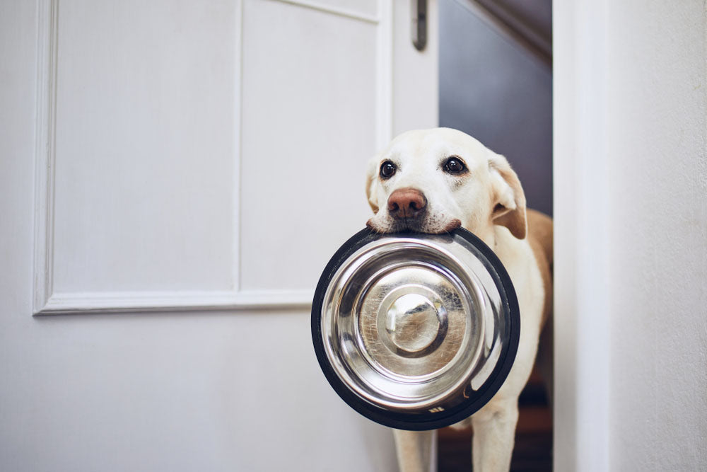 dog with bowl in his mouth
