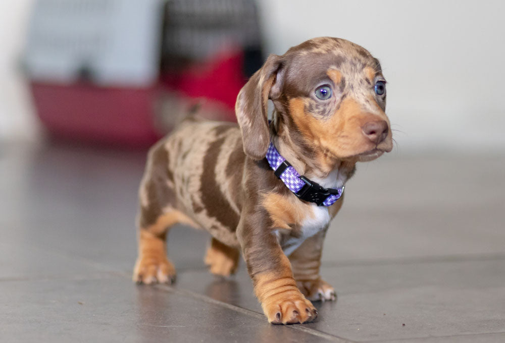 spotted dachshund puppy portrait