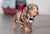 spotted dachshund puppy portrait