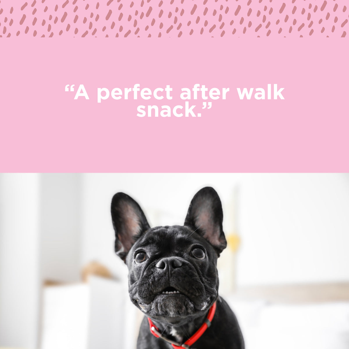 A french bulldog sitting on a bed with the words a perfect after walk snack, Paw Love&#39;s PW 6&quot; Gullet Stick 12 Pack.