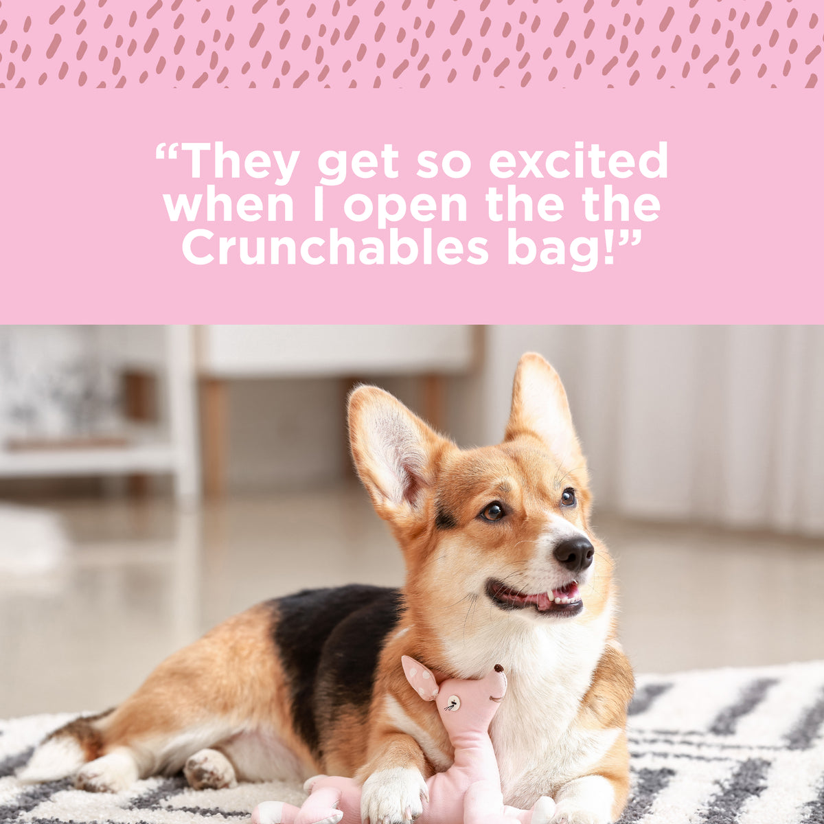 A corgi lies on a rug with a plush toy, gazing upward. A pink banner above reads, &quot;They get so excited when I open the PW Beef Stick Small pack! These high-protein treats by Paw Love are the perfect bully stick alternative.