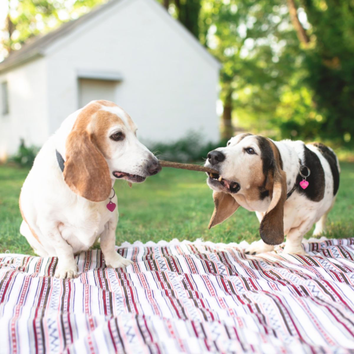 Two dogs tugging on a Paw Love PW Beef Stick from a 22-pack, seated on a patterned blanket in the yard with a white building as the backdrop.