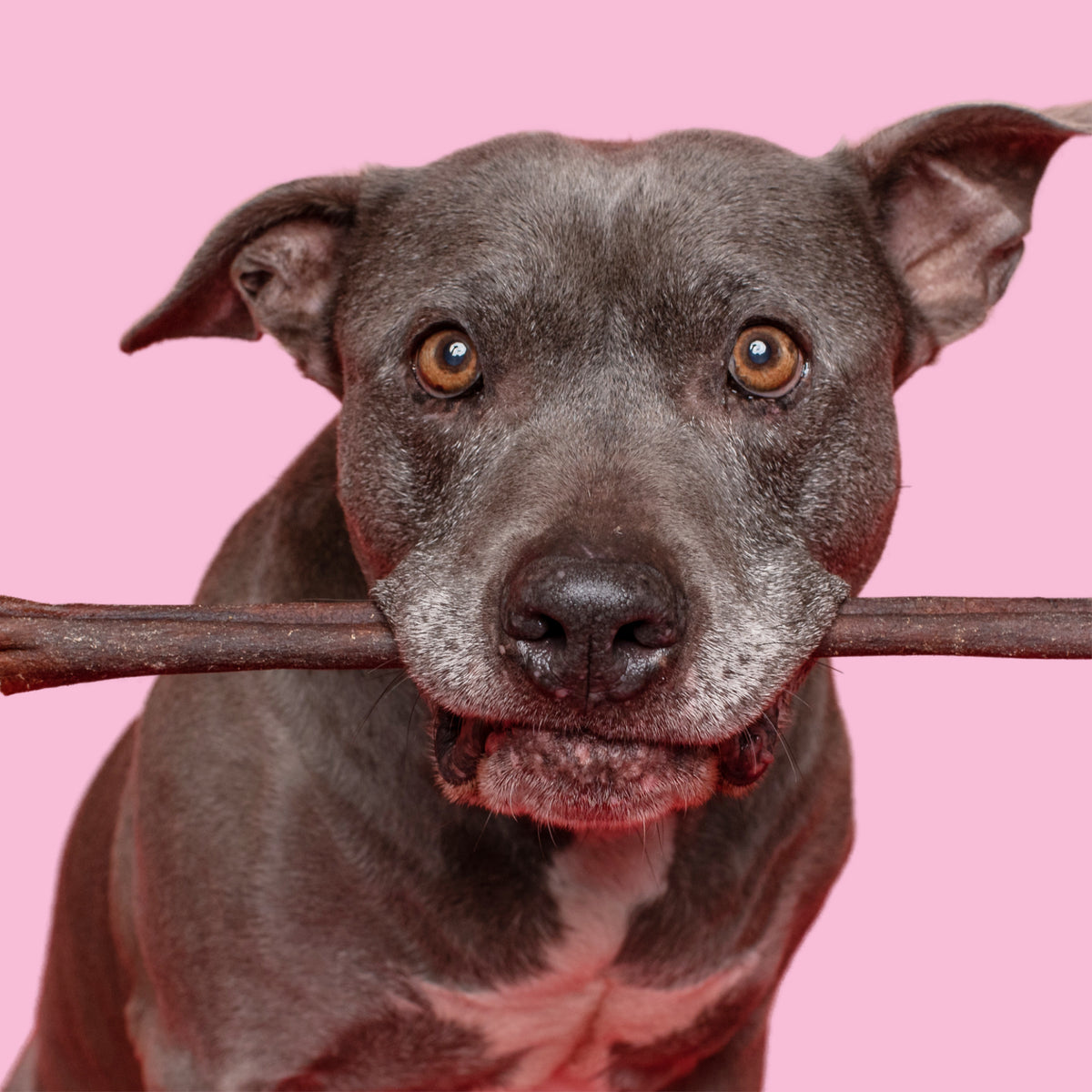 A dog with a Paw Love PW 6&quot; PB ICBN Bully Sticks 4pk in its mouth.