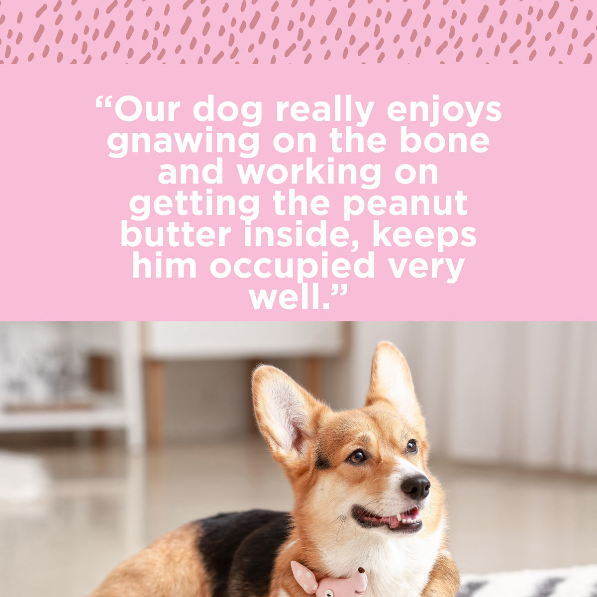 A corgi dog is lying down indoors, wearing a pink collar. Above the dog is a quote about how much it enjoys its Paw Love PW 5-6&quot; Peanut Butter Stuffed Shin (Walmart).