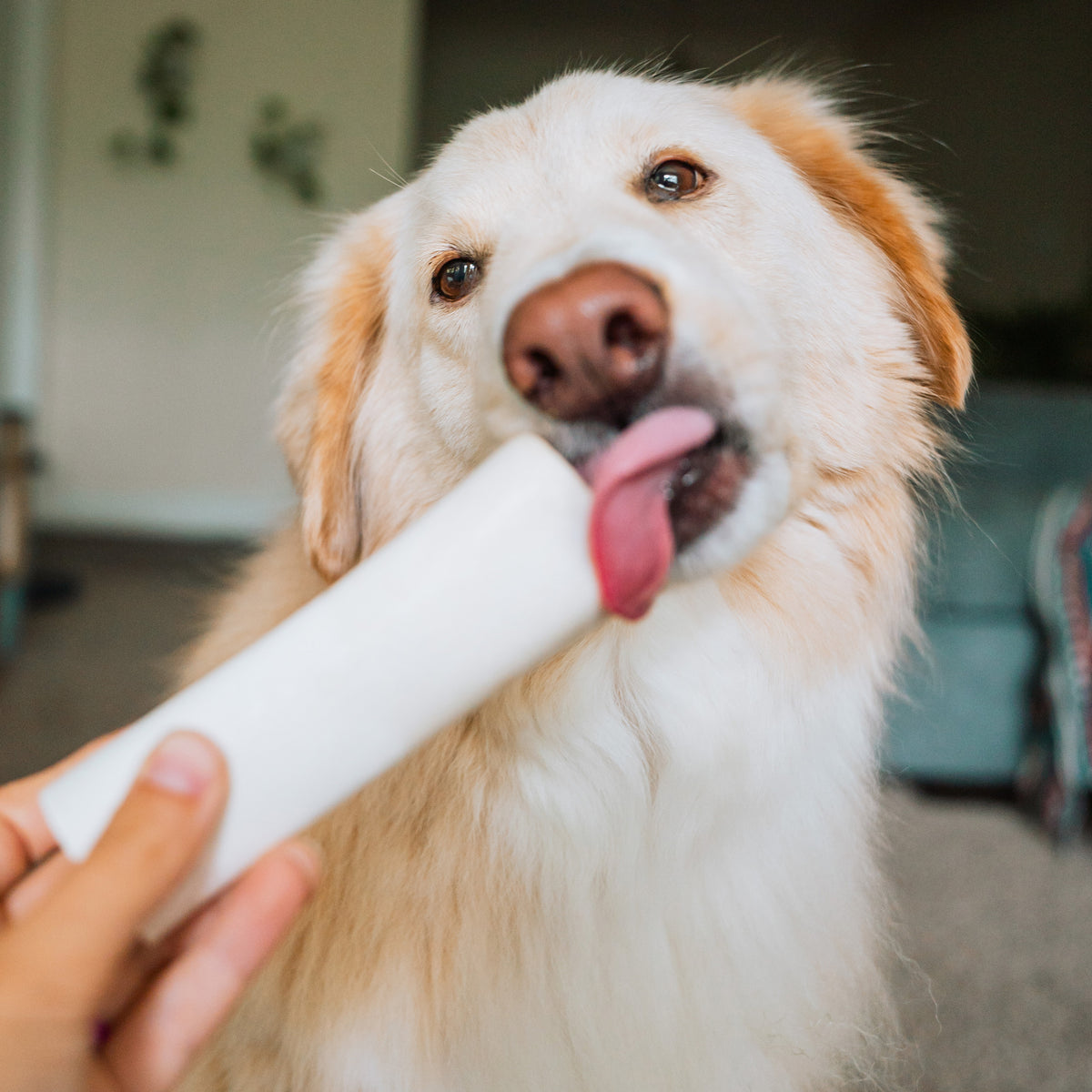 A fluffy dog eagerly licks a Paw Love PW 5-6&quot; Peanut Butter Stuffed Shin (Walmart) held by a person, set against a soft focus background.