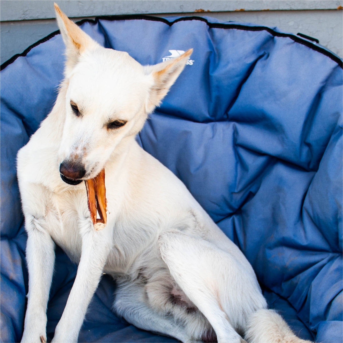 A dog is sitting in a chair with a PW 6&quot; Thick Bully 2 Pack from Paw Love in its mouth.