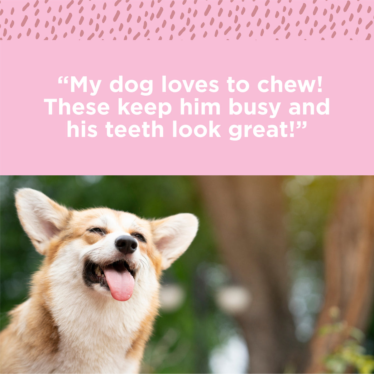 Keywords: chew, teeth
Product Name: Paw Love PW 6&quot; Thick Bully 2 Pack