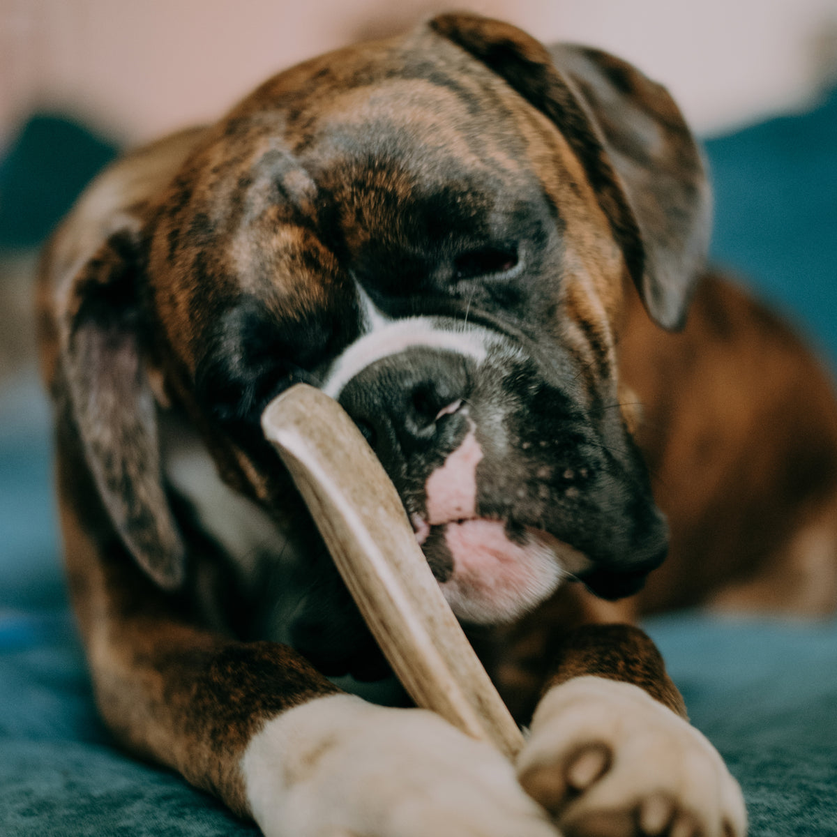 Boxer dog chewing on a PW Split Elk Antler 1 Pack from Paw Love.
