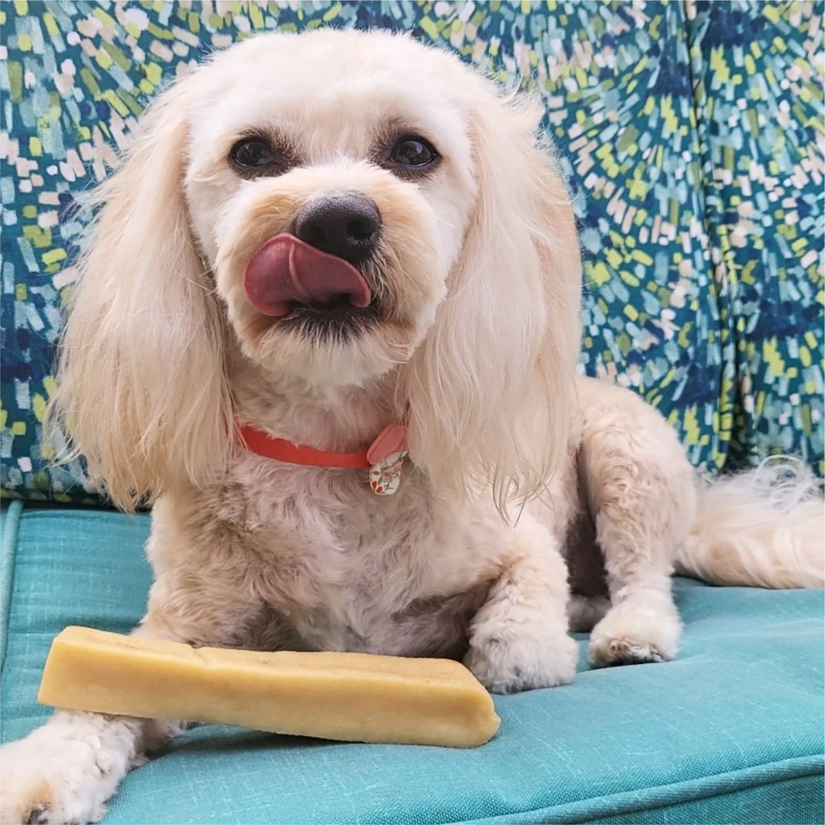 A white dog is sitting on a blue couch with a PW Yak Cheese 1 Pack from Paw Love in his mouth.