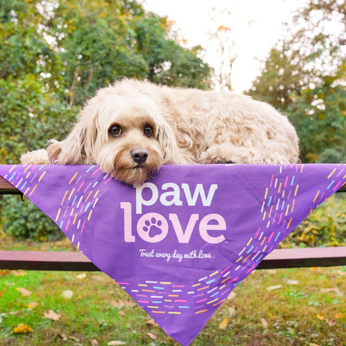 Paw Love Bandana